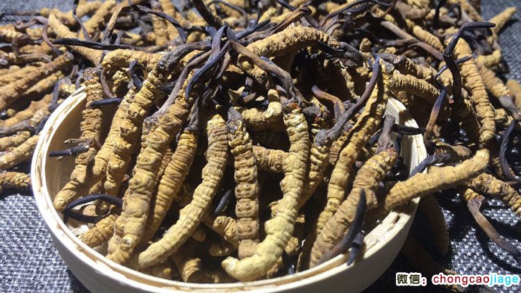 冬蟲夏草2條1克圖片