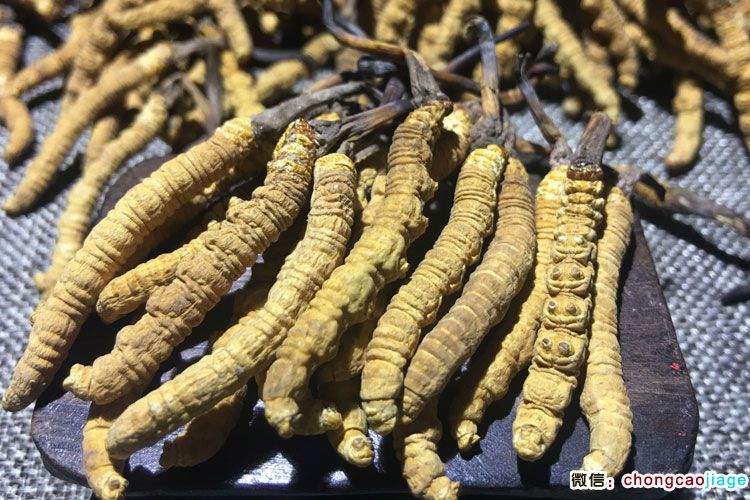 1000條每斤蟲草圖片