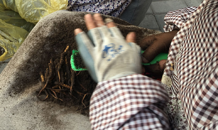 新鮮蟲草搓泥圖片