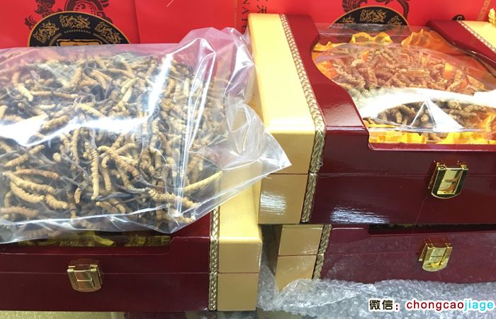 朱氏冬蟲夏草30克禮盒裝