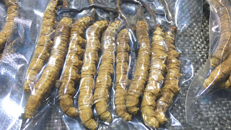 9條5克冬蟲夏草圖片