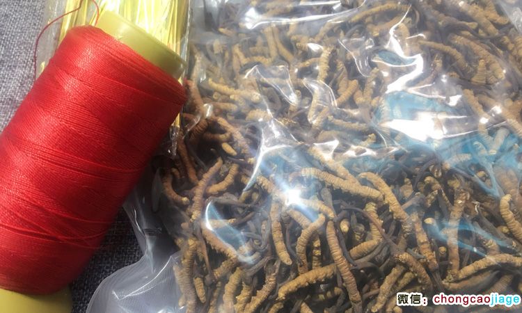 蟲草扎花用6股紅線
