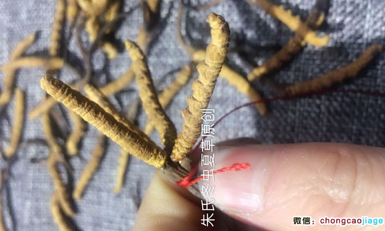 蟲草扎花搭花架子