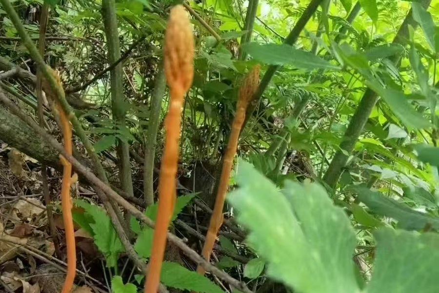 野生天麻圖片