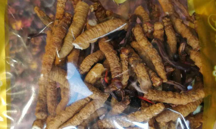 亞香棒蟲草圖片