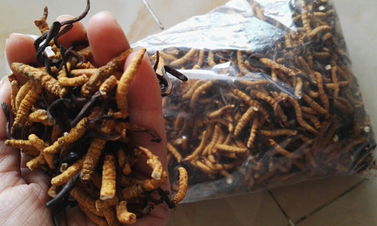 亞香棒蟲草的眼睛圖片