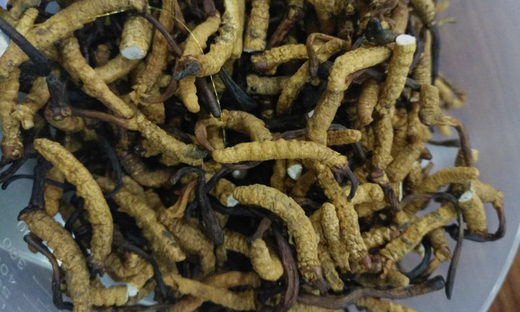 染色后的亞香棒蟲草圖片