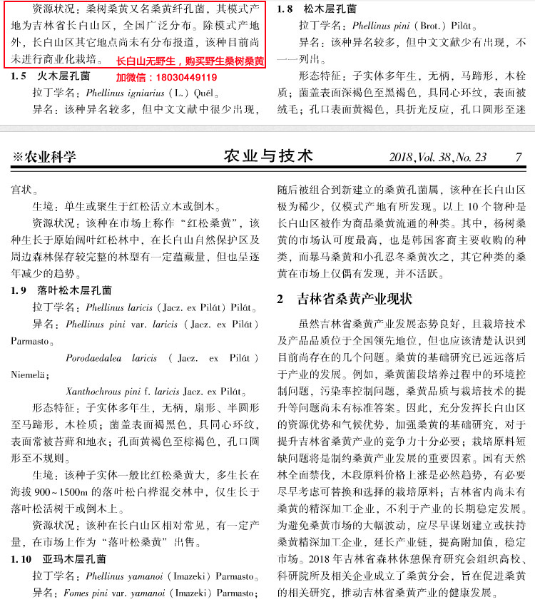 吉林人工桑黃產(chǎn)業(yè)現(xiàn)狀