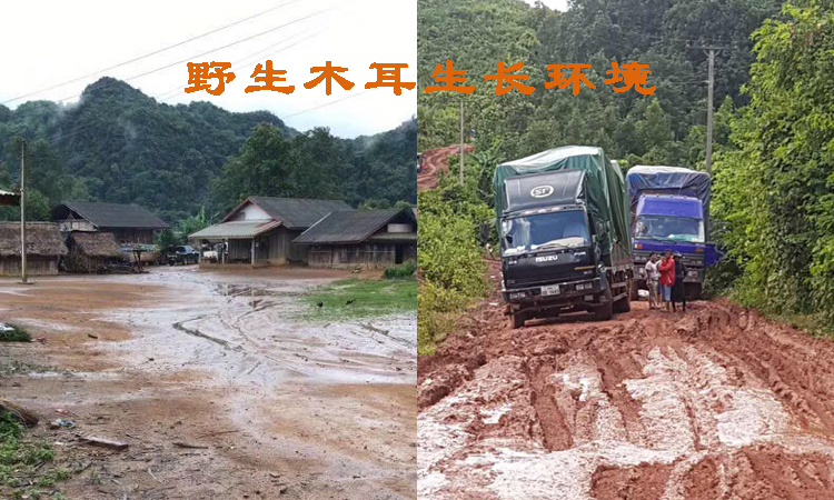 黑木耳生長地環境