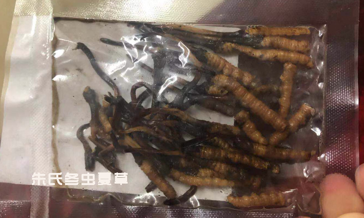 新鮮蟲草解凍后圖片