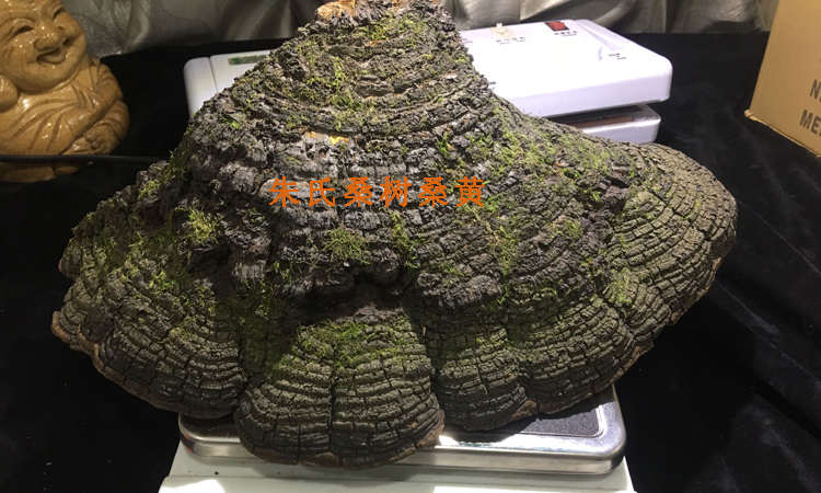 秦嶺桑樹桑黃圖片