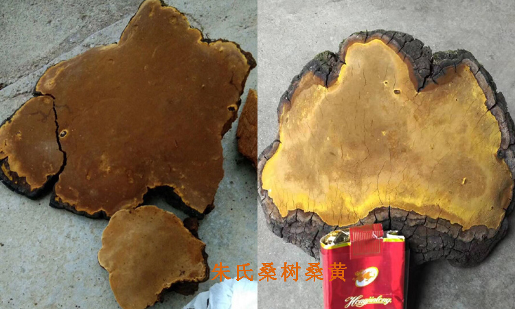 大巴山桑樹桑黃圖片