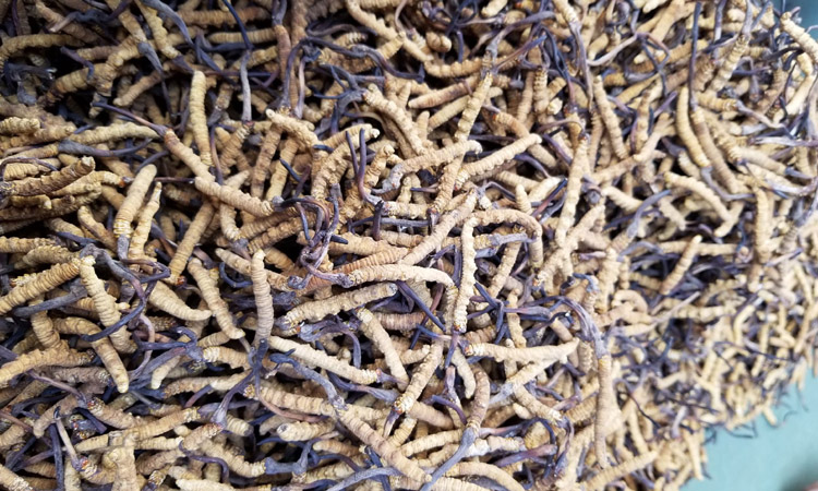 冬蟲夏草圖片1500條1斤