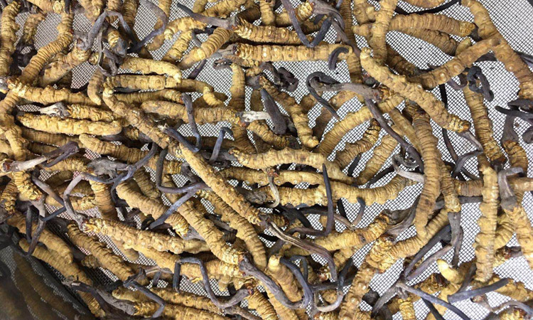 3根1克冬蟲夏草圖片