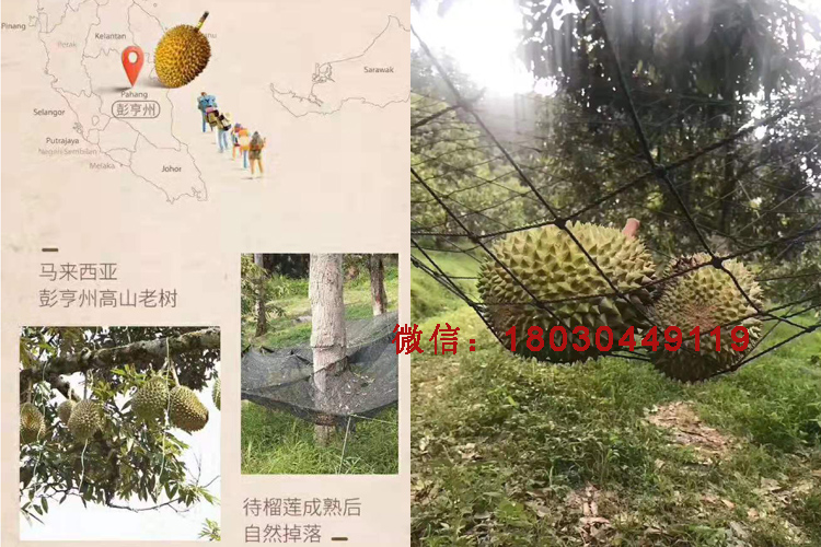 馬來西亞貓山王榴蓮圖片