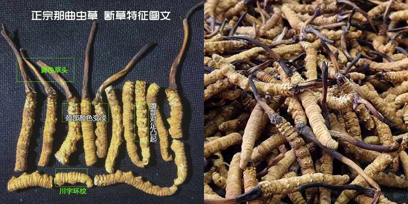 那曲蟲草斷草辨別圖片