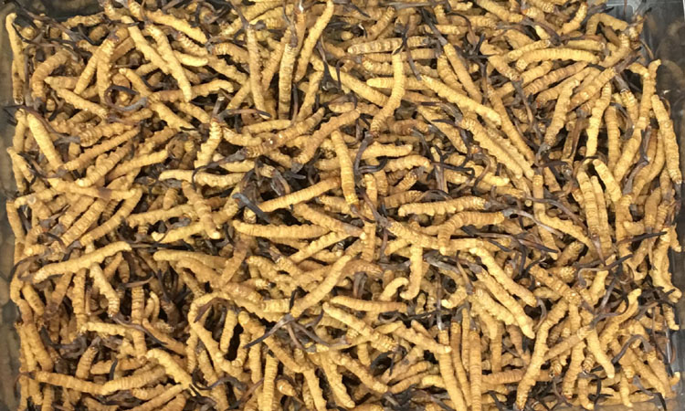 高海拔冬蟲夏草圖片