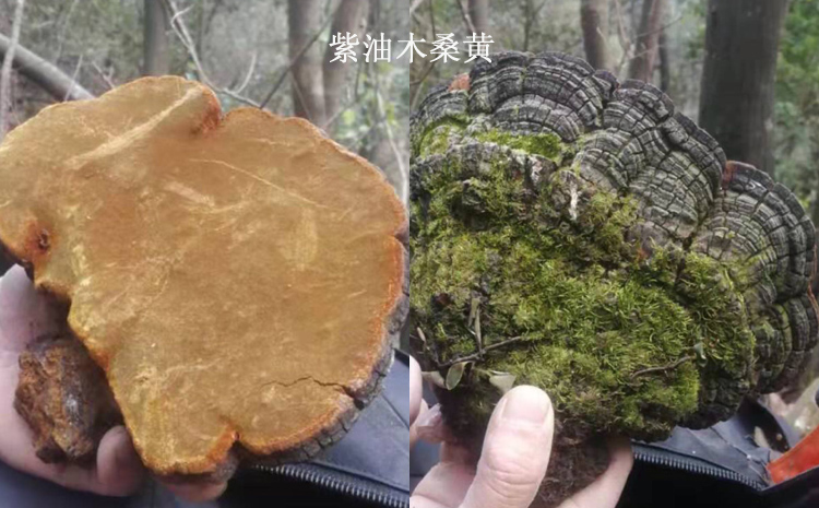 野生紫油桑黃圖片