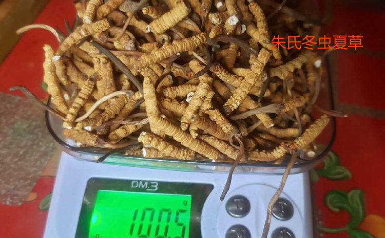 100克斷草圖片