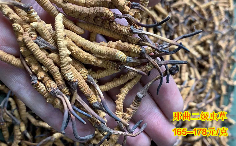 那區冬蟲夏草3條1克圖片