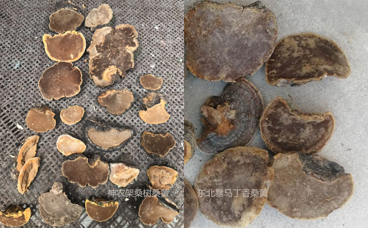 神農架桑黃和暴馬丁桑黃區別圖片