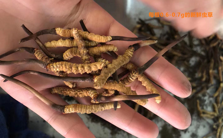 每根0.6克0.7克新鮮蟲草圖片