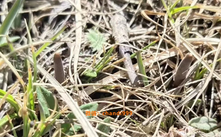 那區新鮮冬蟲夏草圖片