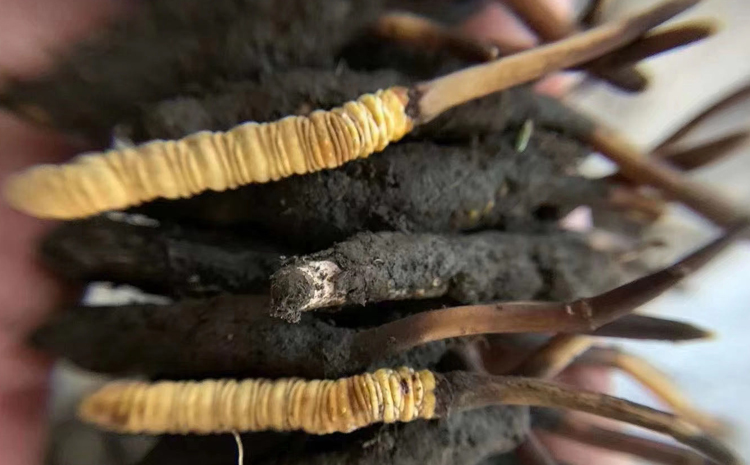 西藏新鮮蟲草圖片