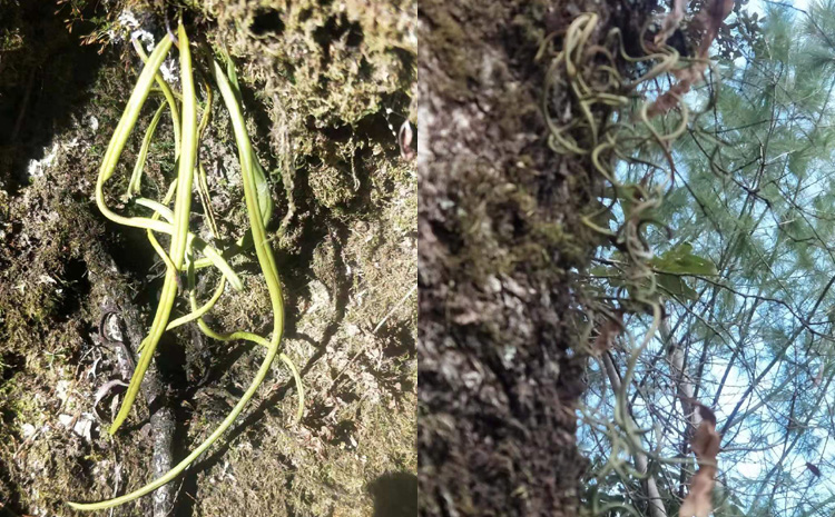 真正化石草細(xì)節(jié)圖片