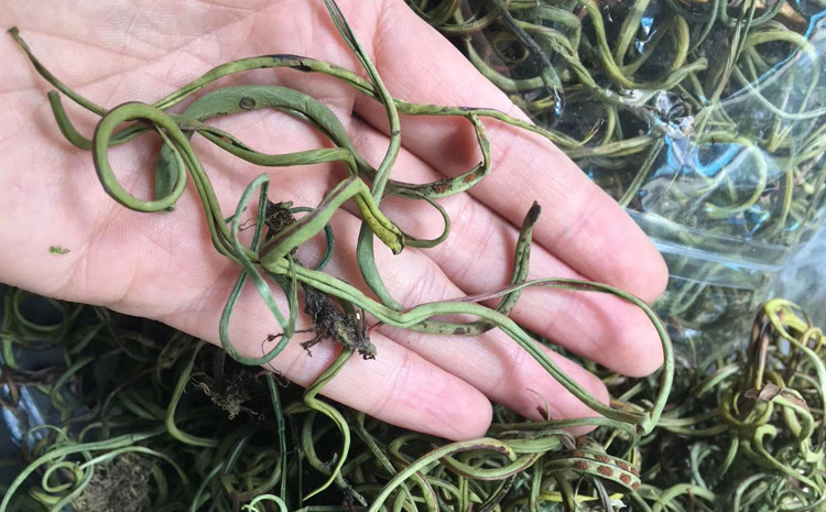 真正化石草圖片