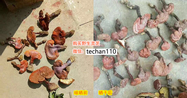 野生靈芝曬干前后的圖片