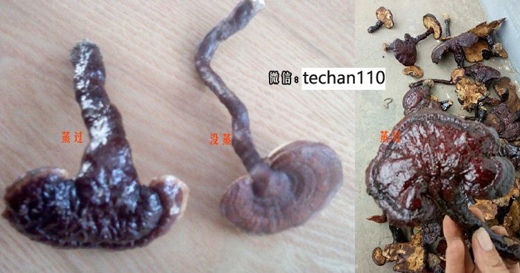 野生靈芝蒸和沒蒸的對比圖片