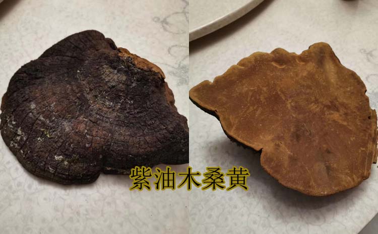 紫油木桑黃圖片