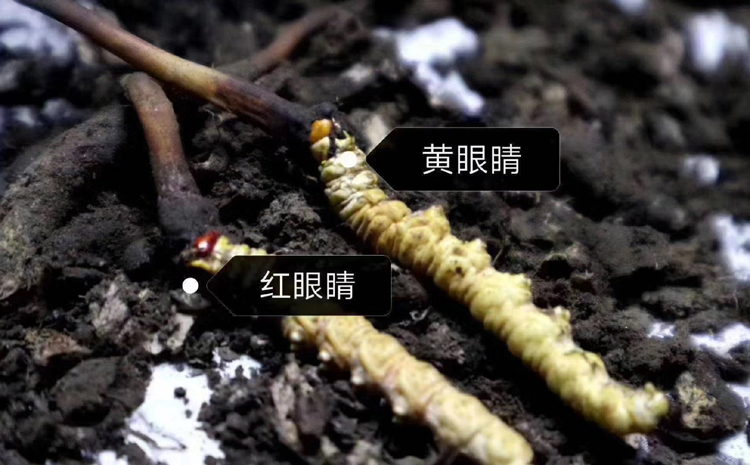 紅眼睛蟲草和黃眼睛蟲草