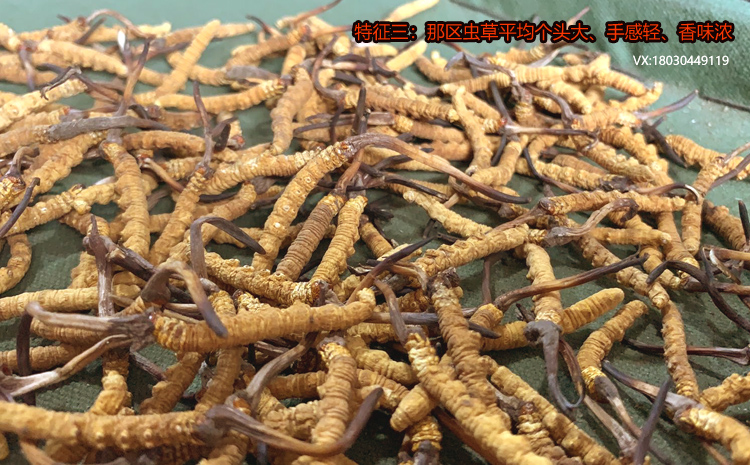 那區冬蟲夏草的特點之平均個頭大