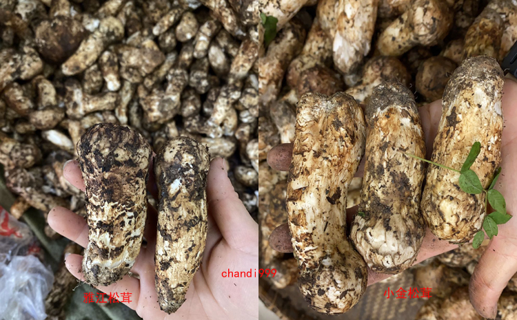 雅江松茸和小金松茸圖片