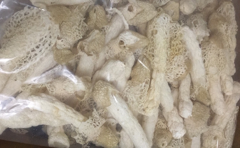 貴州紅拖竹蓀圖片