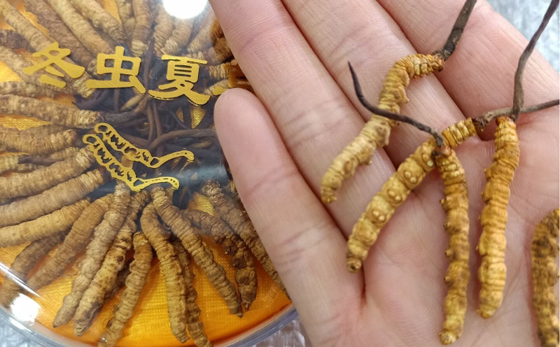 人工冬蟲夏草圖片