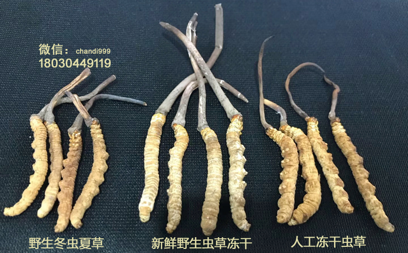 人工蟲草和凍干蟲草的區別