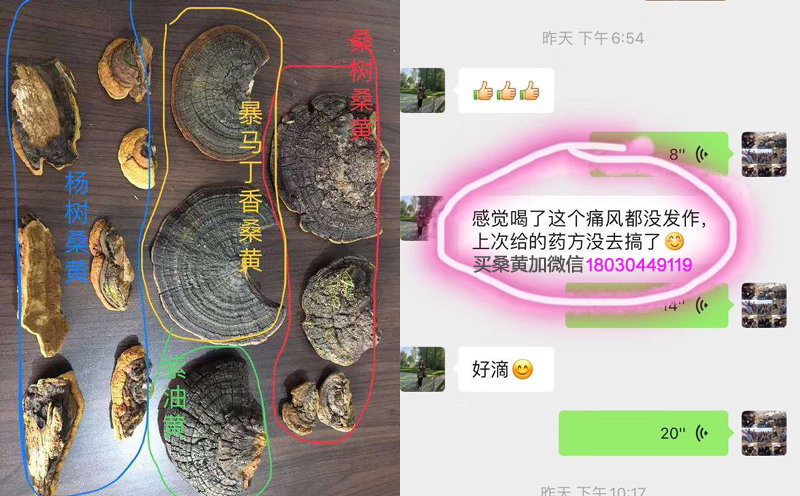 抑制尿酸生成的中藥桑黃