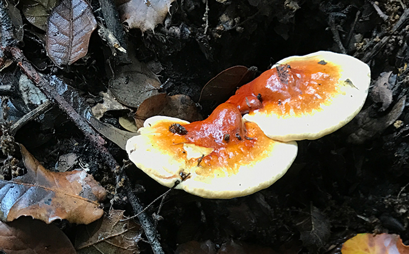 野生白心靈芝圖片