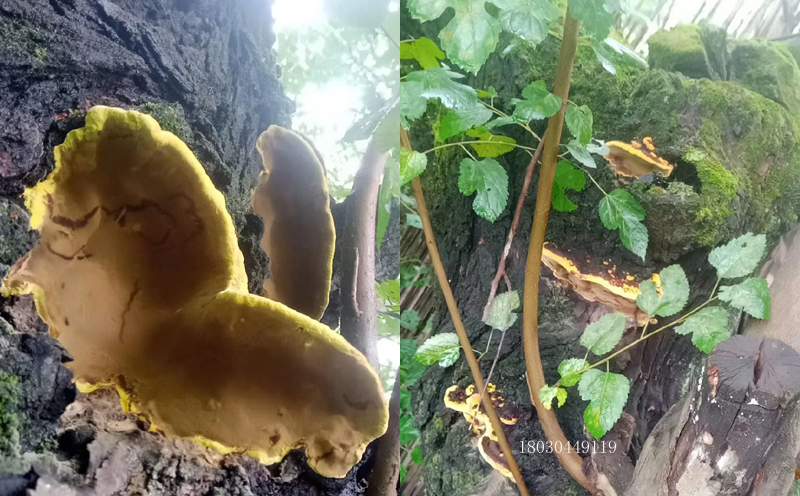 桑黃長在桑樹上的圖片