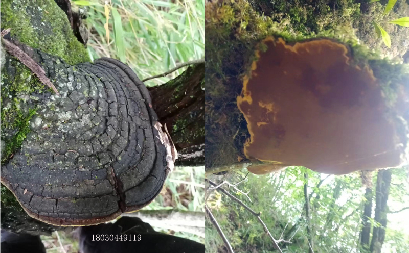 長在樹上的桑黃圖片