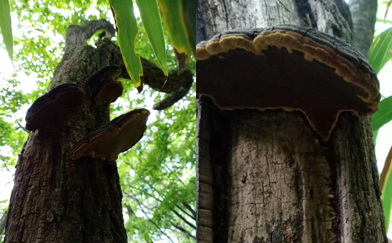 野生桑樹桑黃圖片