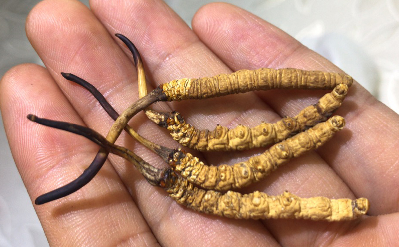 那曲冬蟲(chóng)夏草圖片2