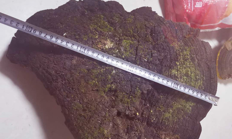 百年桑樹桑黃皮面圖片