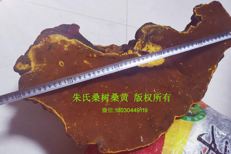 百年桑樹桑黃肉面圖片