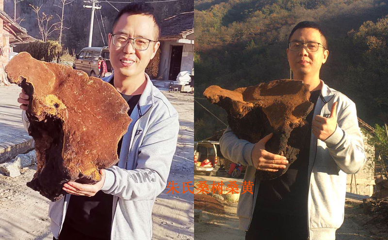 百年桑樹桑黃圖片