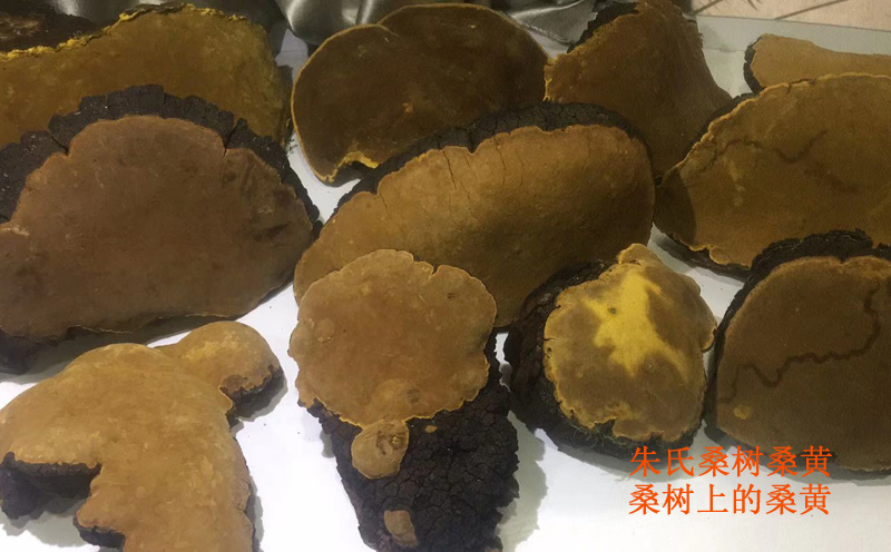 野生桑樹(shù)桑黃圖片