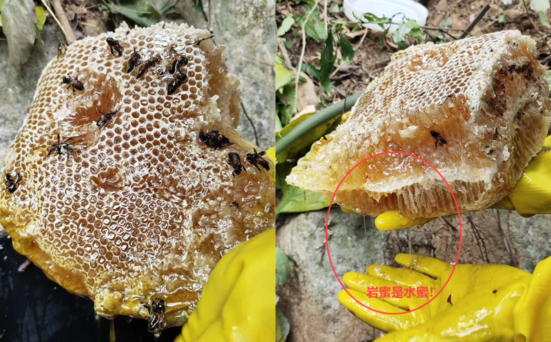 巖蜂蜜蜂巢圖片